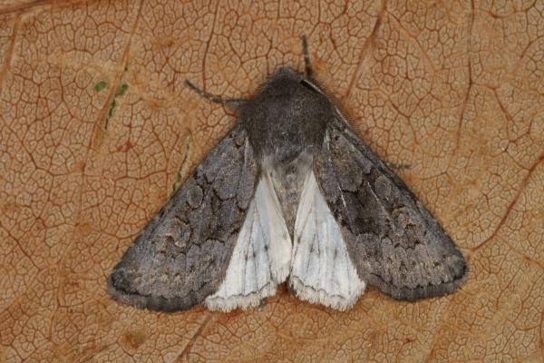 Northern Deep-brown Dart (Aporophyla lueneburgensis), adult. Ouston, 11-09-2022. Copyright Verna Atkinson.