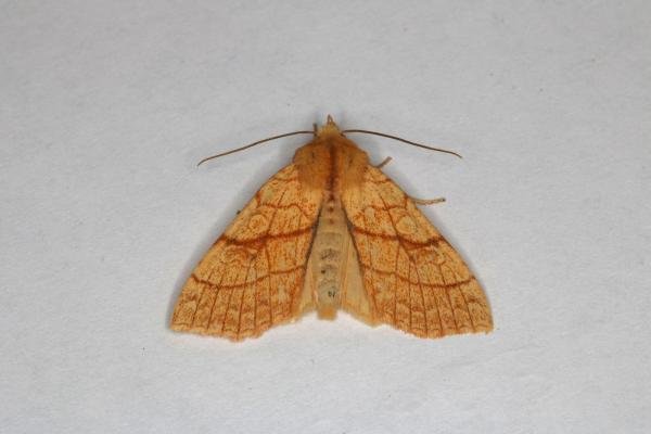 Orange Sallow (Tiliacea citrago), adult. Ouston, 20-09-2022. Copyright Verna Atkinson.