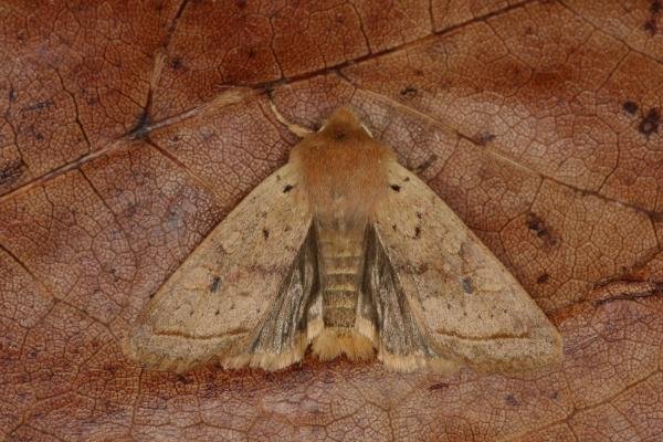 Yellow-line Quaker (Leptologia macilenta), adult. Ouston, 11-10-2022. Copyright Verna Atkinson. Yellow-line Quaker (Leptologia macilenta), adult. Ouston, 11-10-2022. Copyright Verna Atkinson.