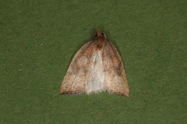 Rhomboid Tortrix (Acleris rhombana), adult. Ouston, 14-10-2022. Copyright Verna Atkinson. Rhomboid Tortrix (Acleris rhombana), adult. Ouston, 14-10-2022. Copyright Verna Atkinson.