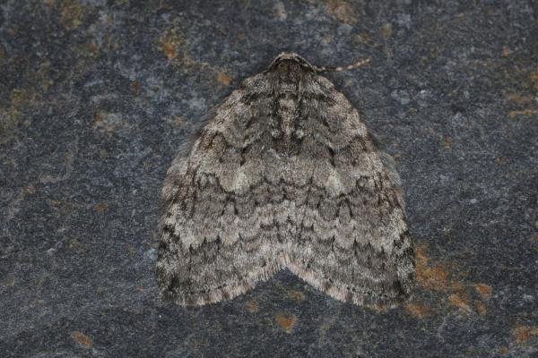 November Moth agg. (Epirrita dilutata agg.), adult. Ouston, 27-10-2022. Copyright Verna Atkinson. November Moth agg. (Epirrita dilutata agg.), adult. Ouston, 27-10-2022. Copyright Verna Atkinson.