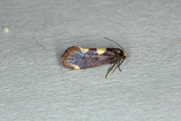 Incurvaria oehlmanniella, adult. Ouston, 04-06-2019. Copyright Verna Atkinson. Incurvaria oehlmanniella, adult. Ouston, 04-06-2019. Copyright Verna Atkinson.