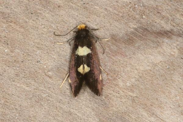 Incurvaria oehlmanniella, adult. Ouston, 28-05-2017. Copyright Verna Atkinson.