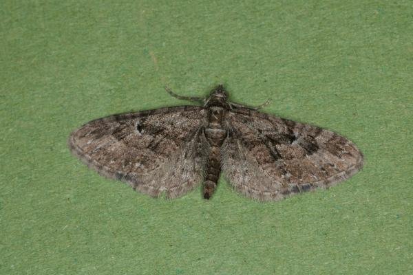 Juniper Pug (Eupithecia pusillata), adult. Ouston, 25-07-2022. Copyright Verna Atkinson. Juniper Pug (Eupithecia pusillata), adult. Ouston, 25-07-2022. Copyright Verna Atkinson.
