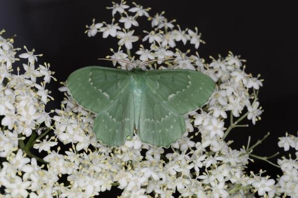 Large Emerald (Geometra papilionaria), adult. Ouston, 18-06-2023. Copyright Verna Atkinson. Large Emerald (Geometra papilionaria), adult. Ouston, 18-06-2023. Copyright Verna Atkinson.