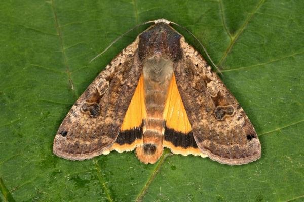 Large Yellow Underwing (Noctua pronuba), adult. Ouston, 13-06-2016. Copyright Verna Atkinson.