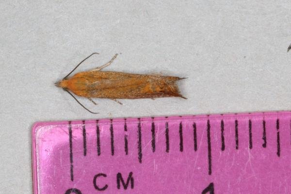 Lathronympha strigana, adult. Ouston, 14-06-2017. Copyright Verna Atkinson. Lathronympha strigana, adult. Ouston, 14-06-2017. Copyright Verna Atkinson.