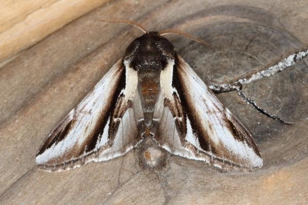 Lesser Swallow Prominent (Pheosia gnoma), adult. Ouston, 14-08-2019. Copyright Verna Atkinson.