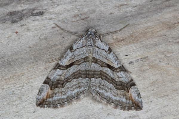 Lesser Treble-bar (Aplocera efformata), adult. Ouston, 19-08-2016. Copyright Verna Atkinson. Lesser Treble-bar (Aplocera efformata), adult. Ouston, 19-08-2016. Copyright Verna Atkinson.