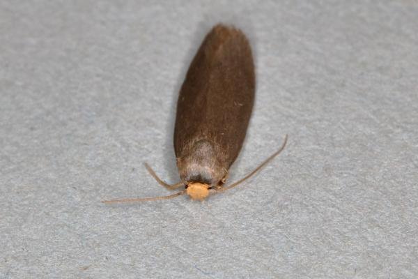 Lesser Wax Moth (Achroia grisella), adult. Ouston, 15-06-2020. Copyright Verna Atkinson. Lesser Wax Moth (Achroia grisella), adult. Ouston, 15-06-2020. Copyright Verna Atkinson.