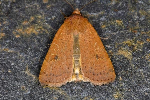 Lesser Yellow Underwing (Noctua comes), adult. Ouston, 05-08-2021. Copyright Verna Atkinson. Lesser Yellow Underwing (Noctua comes), adult. Ouston, 05-08-2021. Copyright Verna Atkinson.