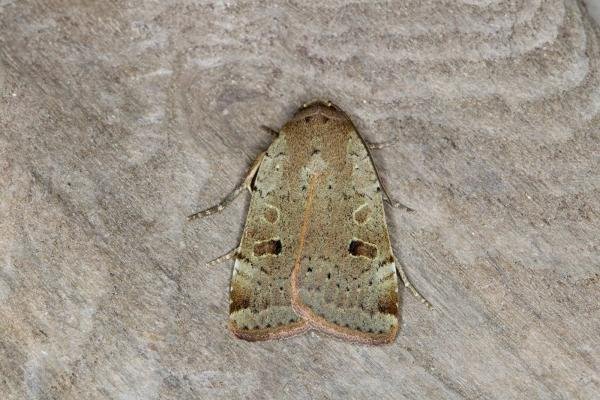 Lesser Yellow Underwing (Noctua comes), adult. Ouston, 30-06-2021. Copyright Verna Atkinson.