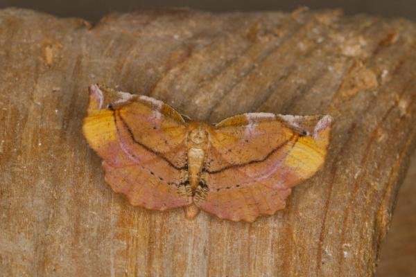 Lilac Beauty (Apeira syringaria), adult. Ouston, 12-07-2021. Copyright Verna Atkinson.