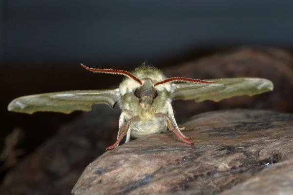 Lime Hawk-moth (Mimas tiliae), adult. Ouston, 02-05-2017. Copyright Verna Atkinson.