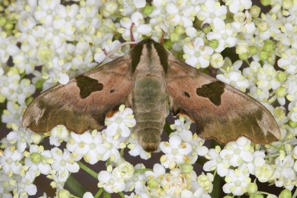 Lime Hawk-moth (Mimas tiliae), adult. Ouston, 28-06-2021. Copyright Verna Atkinson.