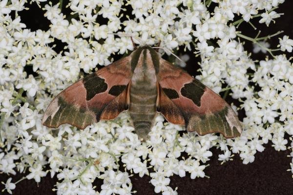 Lime Hawk-moth (Mimas tiliae), adult. Ouston, 18-06-2023. Copyright Verna Atkinson. Lime Hawk-moth (Mimas tiliae), adult. Ouston, 18-06-2023. Copyright Verna Atkinson.