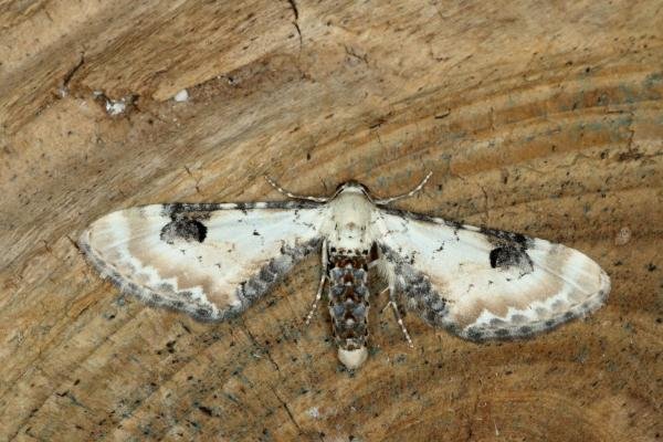 Lime-speck Pug (Eupithecia centaureata), adult. Ouston, 09-06-2020. Copyright Verna Atkinson.