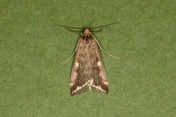 Loxostege sticticalis, adult. Ouston, 05-09-2022. Copyright Verna Atkinson. Loxostege sticticalis, adult. Ouston, 05-09-2022. Copyright Verna Atkinson.
