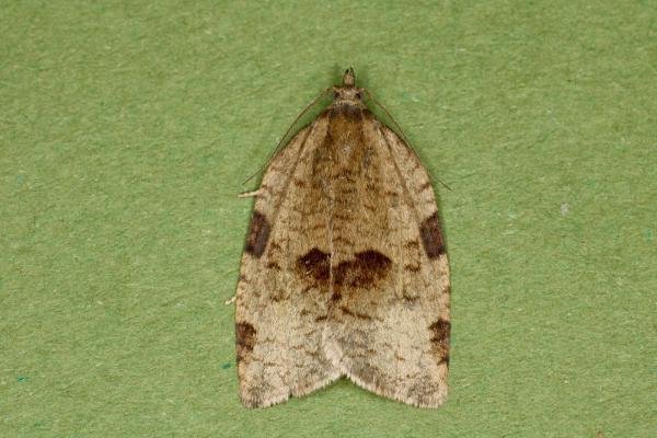 Lozotaenia forsterana, adult. Ouston, 09-06-2022. Copyright Verna Atkinson. Lozotaenia forsterana, adult. Ouston, 09-06-2022. Copyright Verna Atkinson.