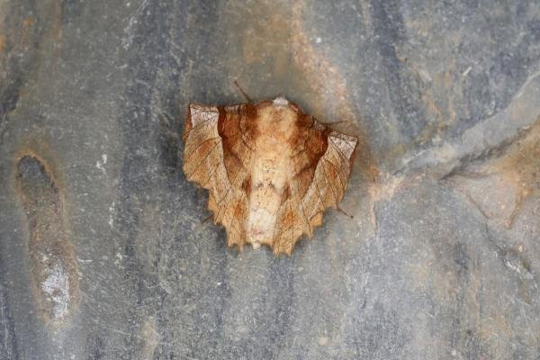 Lunar Thorn (Selenia lunularia), adult. Ouston, 17-06-2023. Copyright Verna Atkinson. Lunar Thorn (Selenia lunularia), adult. Ouston, 17-06-2023. Copyright Verna Atkinson.