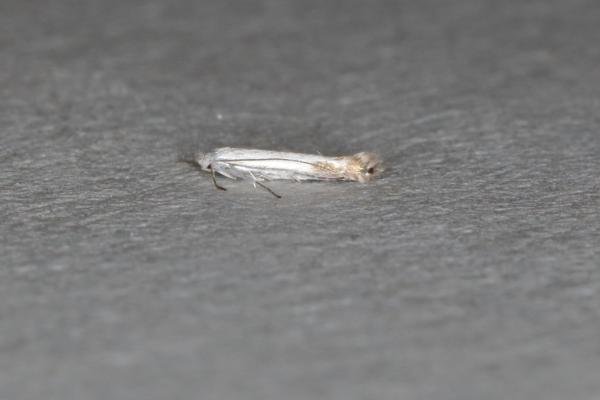 Apple Leaf Miner (Lyonetia clerkella), adult. Ouston, 14-06-2017. Copyright Verna Atkinson. Apple Leaf Miner (Lyonetia clerkella), adult. Ouston, 14-06-2017. Copyright Verna Atkinson.