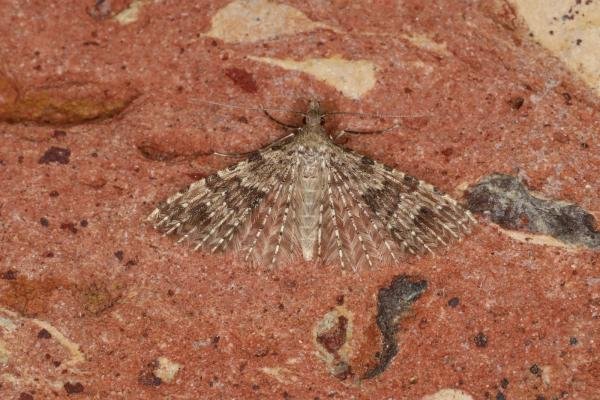 Many-plumed Moth (Alucita hexadactyla), adult. Ouston, 10-05-2023. Copyright Verna Atkinson. Many-plumed Moth (Alucita hexadactyla), adult. Ouston, 10-05-2023. Copyright Verna Atkinson.