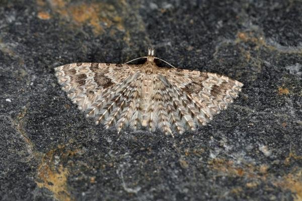 Many-plumed Moth (Alucita hexadactyla), adult. Ouston, 17-04-2023. Copyright Verna Atkinson.