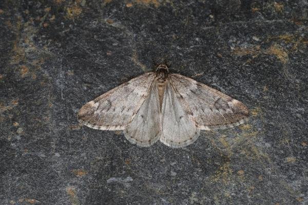 March Moth (Alsophila aescularia), adult. Ouston, 03-02-2024. Copyright Verna Atkinson. March Moth (Alsophila aescularia), adult. Ouston, 03-02-2024. Copyright Verna Atkinson.
