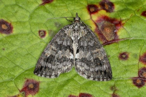 May Highflyer (Hydriomena impluviata), adult. Ouston, 25-05-2023. Copyright Verna Atkinson. May Highflyer (Hydriomena impluviata), adult. Ouston, 25-05-2023. Copyright Verna Atkinson.