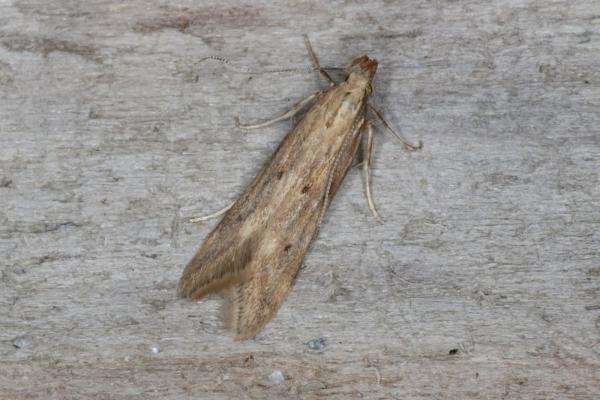 Metzneria lappella, adult. Ouston, 10-07-2016. Copyright Verna Atkinson. Metzneria lappella, adult. Ouston, 10-07-2016. Copyright Verna Atkinson.