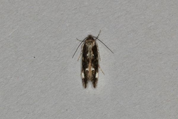 Mompha conturbatella, adult. Ouston, 16-07-2020. Copyright Verna Atkinson.