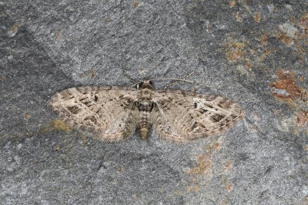 Mottled Pug (Eupithecia exiguata), adult. Ouston, 25-05-2023. Copyright Verna Atkinson. Mottled Pug (Eupithecia exiguata), adult. Ouston, 25-05-2023. Copyright Verna Atkinson.