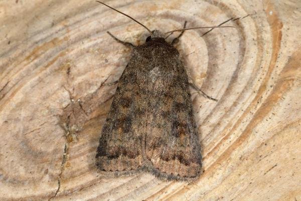 Mottled Rustic (Caradrina morpheus), adult. Ouston, 28-06-2019. Copyright Verna Atkinson. Mottled Rustic (Caradrina morpheus), adult. Ouston, 28-06-2019. Copyright Verna Atkinson.
