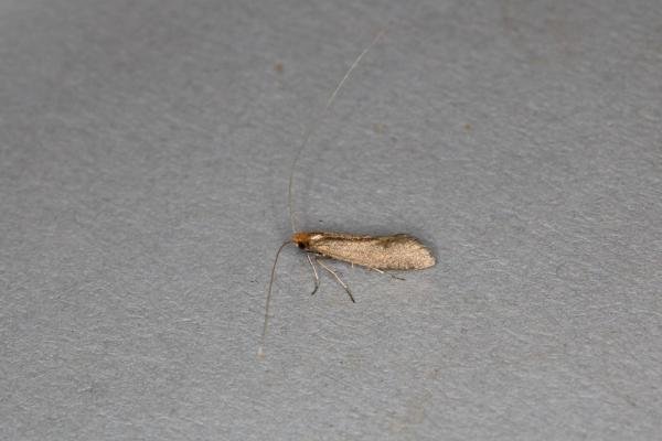 Nematopogon schwarziellus, adult. Ouston, 01-06-2020. Copyright Verna Atkinson. Nematopogon schwarziellus, adult. Ouston, 01-06-2020. Copyright Verna Atkinson.