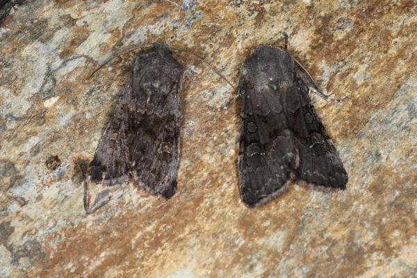 Northern Deep-brown Dart (Aporophyla lueneburgensis), adult. Ouston, 11-09-2023. Copyright Verna Atkinson. Northern Deep-brown Dart (Aporophyla lueneburgensis), adult. Ouston, 11-09-2023. Copyright Verna Atkinson.
