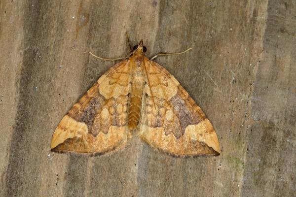 Northern Spinach (Eulithis populata), adult. Ouston, 07-07-2018. Copyright Verna Atkinson. Northern Spinach (Eulithis populata), adult. Ouston, 07-07-2018. Copyright Verna Atkinson.