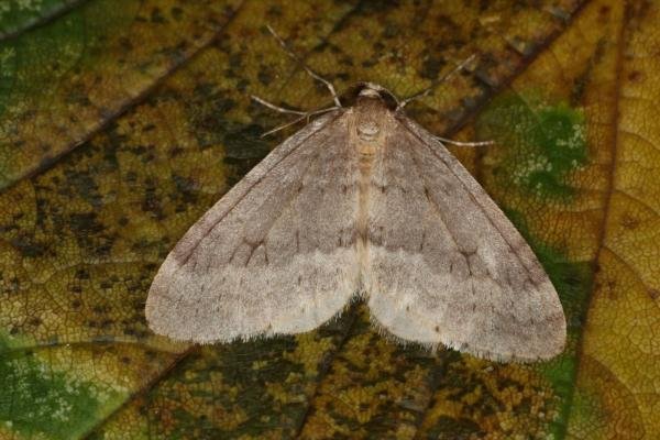 Northern Winter Moth (Operophtera fagata), adult. Ouston, 06-11-2022. Copyright Verna Atkinson. Northern Winter Moth (Operophtera fagata), adult. Ouston, 06-11-2022. Copyright Verna Atkinson.
