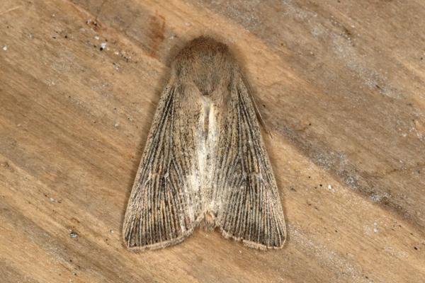 Obscure Wainscot (Leucania obsoleta), adult. Ouston, 15-07-2019. Copyright Verna Atkinson.