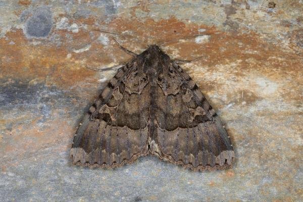 Old Lady (Mormo maura), adult. Ouston, 23-08-2023. Copyright Verna Atkinson.