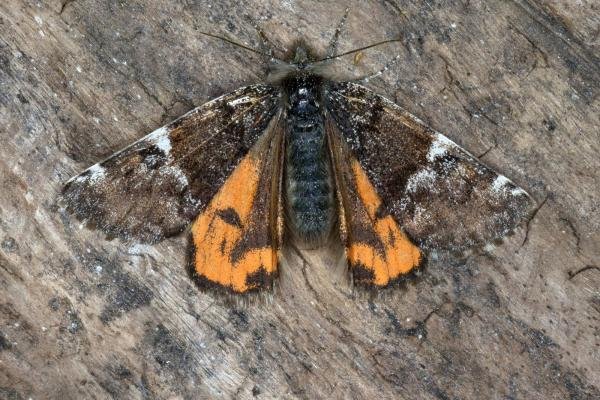 Orange Underwing (Archiearis parthenias), adult. Knitsley Fell, 08-04-2017. Copyright Verna Atkinson. Orange Underwing (Archiearis parthenias), adult. Knitsley Fell, 08-04-2017. Copyright Verna Atkinson.