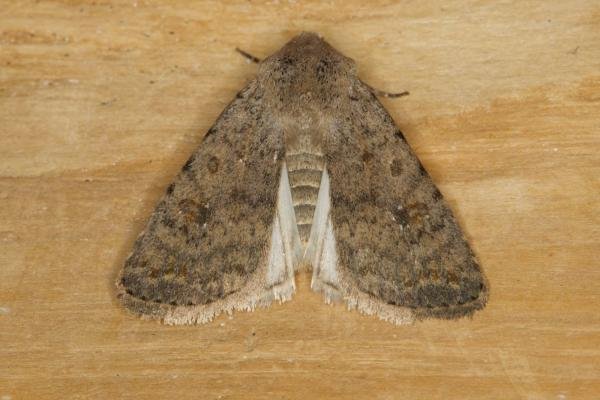 Pale Mottled Willow (Caradrina clavipalpis), adult. Ouston, 17-10-2021. Copyright Verna Atkinson. Pale Mottled Willow (Caradrina clavipalpis), adult. Ouston, 17-10-2021. Copyright Verna Atkinson.