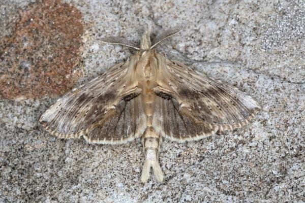 Pale Prominent (Pterostoma palpina), adult. Ouston, 19-05-2020. Copyright Verna Atkinson.