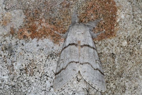 Pale Tussock (Calliteara pudibunda), adult, female. Ouston, 25-05-2022. Copyright Verna Atkinson. Pale Tussock (Calliteara pudibunda), adult, female. Ouston, 25-05-2022. Copyright Verna Atkinson.