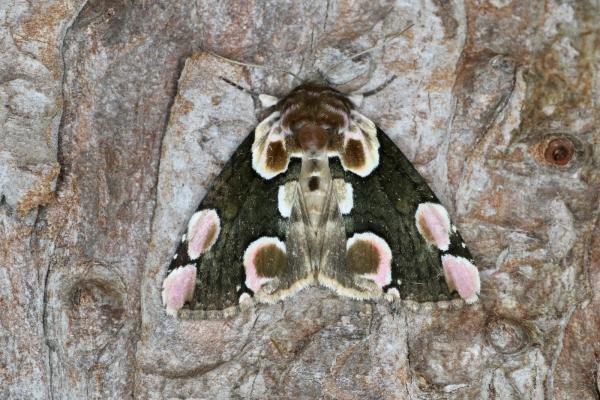 Peach Blossom (Thyatira batis), adult. Ouston, 22-06-2022. Copyright Verna Atkinson. Peach Blossom (Thyatira batis), adult. Ouston, 22-06-2022. Copyright Verna Atkinson.