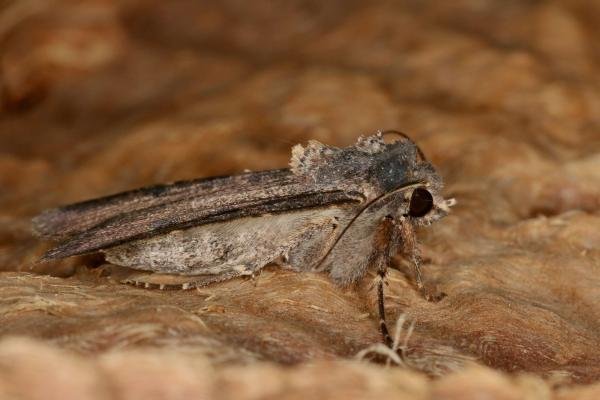 Pearly Underwing (Peridroma saucia), adult. Chester-le-Street, 06-06-2022. Copyright Verna Atkinson. Pearly Underwing (Peridroma saucia), adult. Chester-le-Street, 06-06-2022. Copyright Verna Atkinson.