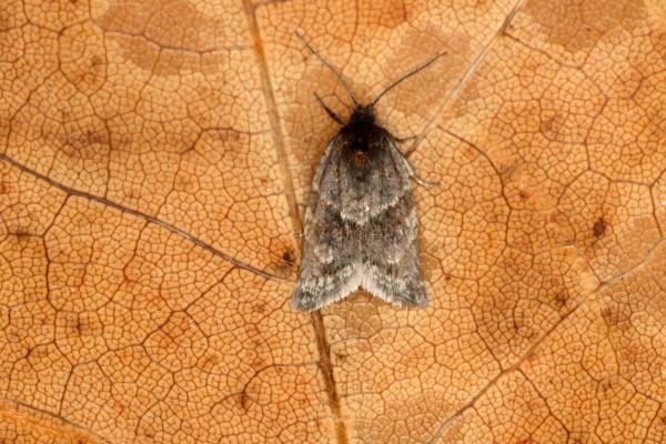 Philedonides lunana, adult. Longburnford Quarry, 19-04-2016. Copyright Verna Atkinson. Philedonides lunana, adult. Longburnford Quarry, 19-04-2016. Copyright Verna Atkinson.