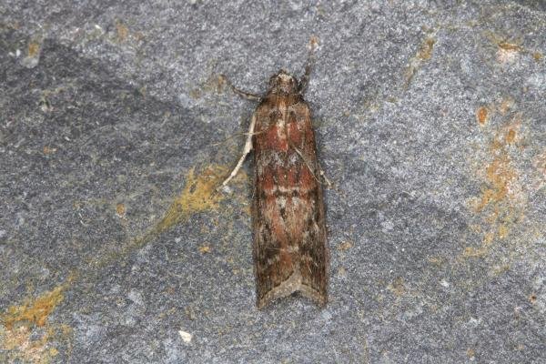 Phycita roborella, adult. Ouston, 23-07-2021. Copyright Verna Atkinson.