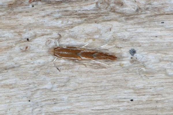 Firethorn Leaf Miner (Phyllonorycter leucographella), adult. Ouston, 28-05-2016. Copyright Verna Atkinson.