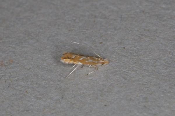 Firethorn Leaf Miner (Phyllonorycter leucographella), adult. Ouston, 27-09-2021. Copyright Verna Atkinson. Firethorn Leaf Miner (Phyllonorycter leucographella), adult. Ouston, 27-09-2021. Copyright Verna Atkinson.
