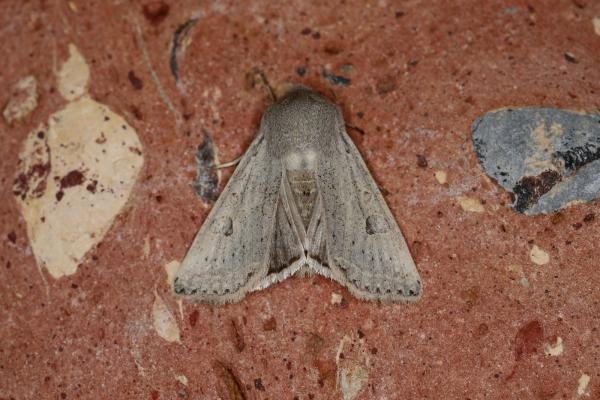 Powdered Quaker (Orthosia gracilis), adult. Ouston, 30-04-2023. Copyright Verna Atkinson. Powdered Quaker (Orthosia gracilis), adult. Ouston, 30-04-2023. Copyright Verna Atkinson.